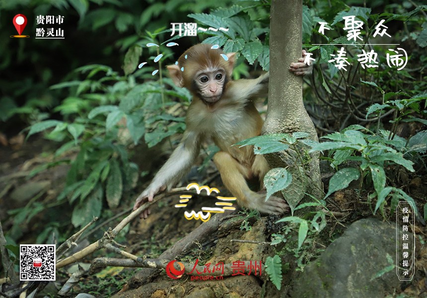 嚇！那邊猴好多，趕緊趕緊溜