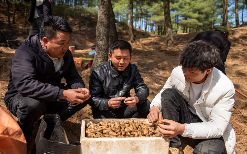3月25日，安樂溪鄉(xiāng)碗廠村林下天麻種植基地，天麻種植技術(shù)員指導(dǎo)村民挑選天麻種。李學(xué)友攝