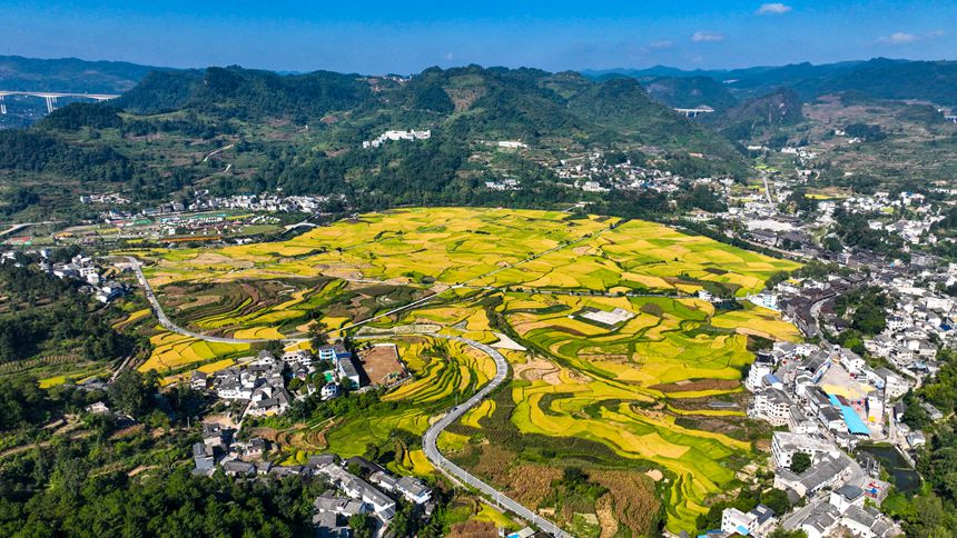 開陽縣禾豐鄉(xiāng)底窩壩千畝水稻種植示范區(qū)田園景色。袁福洪攝
