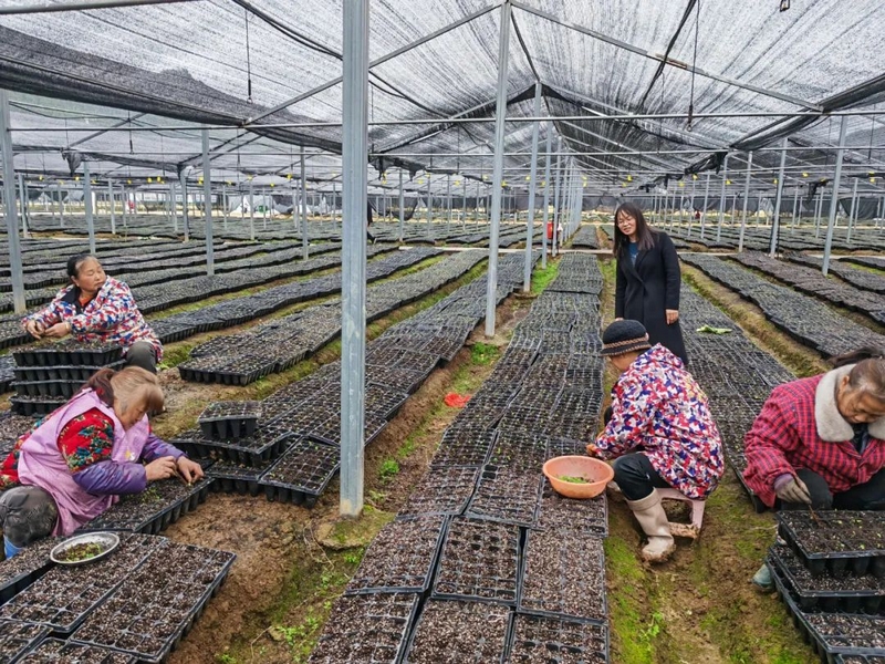 民和鎮(zhèn)何壩村中藥材種植示范區(qū)。