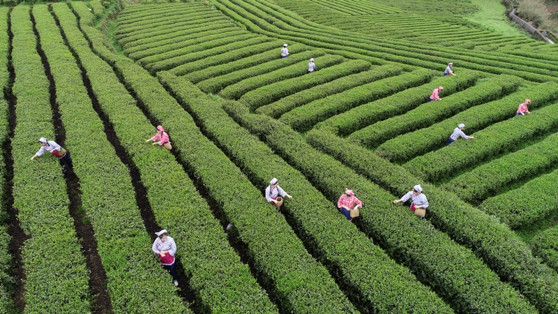 怒溪鎮(zhèn)駱象村生態(tài)茶種植示范區(qū)。