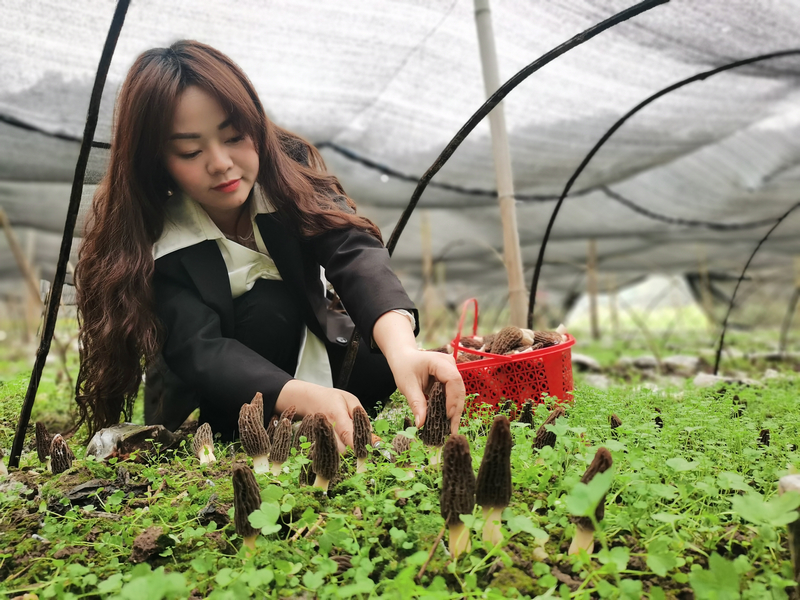種植戶采摘羊肚菌。