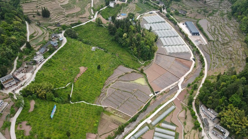程寨鎮(zhèn)石門村種植基地。習(xí)水縣融媒體中心供圖