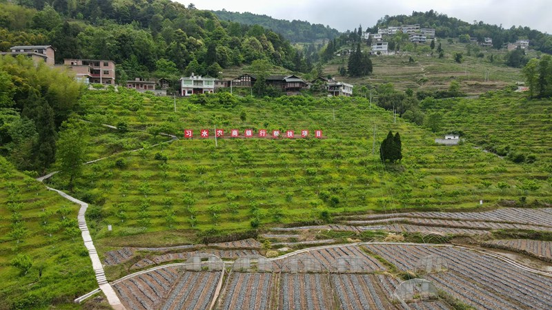 4、程寨鎮(zhèn)石門村桃子種植園 。習(xí)水縣融媒體中心供圖