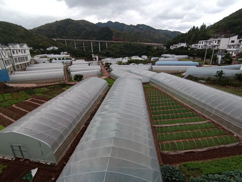 5、土城鎮(zhèn)華潤(rùn)社區(qū)蔬菜保供基地蔬菜種植大棚。習(xí)水縣融媒體中心供圖