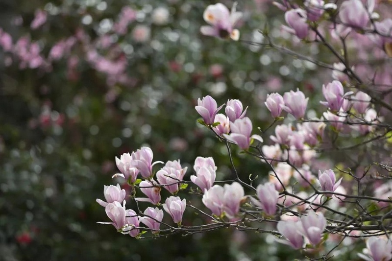 1、玉蘭花綻放。.jpg