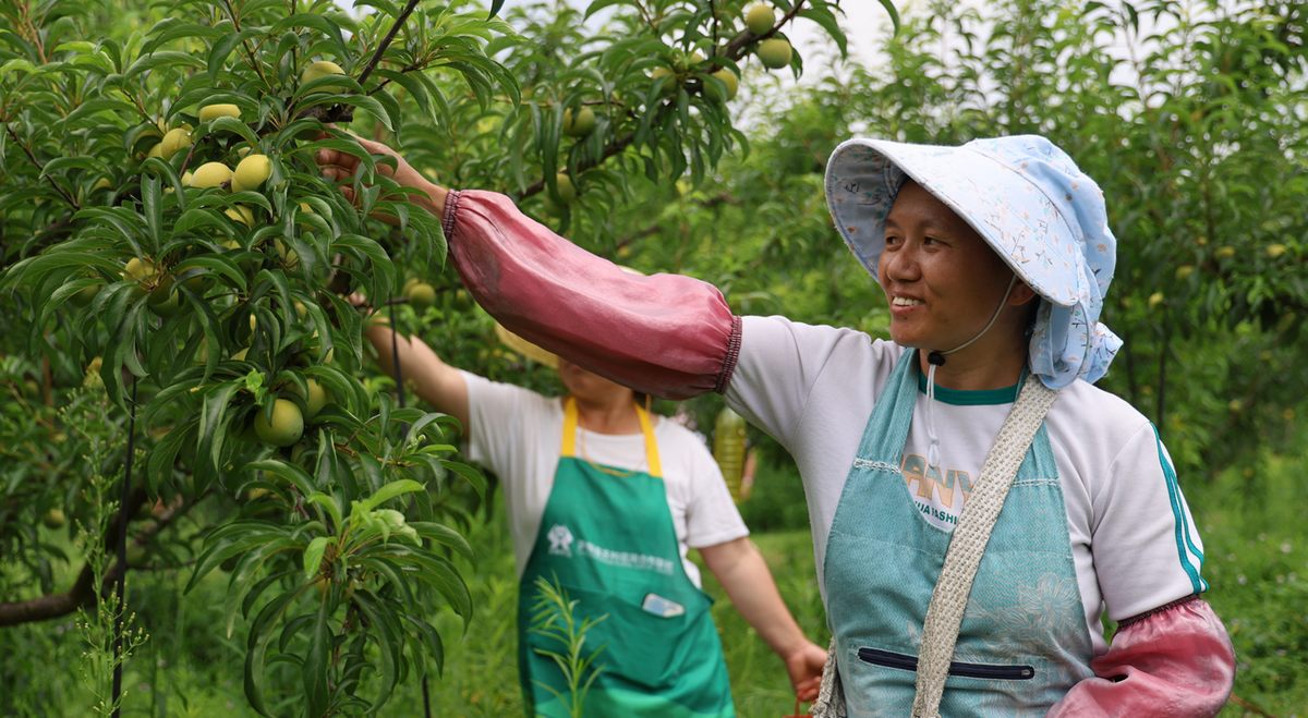 村民采收蜂糖李。