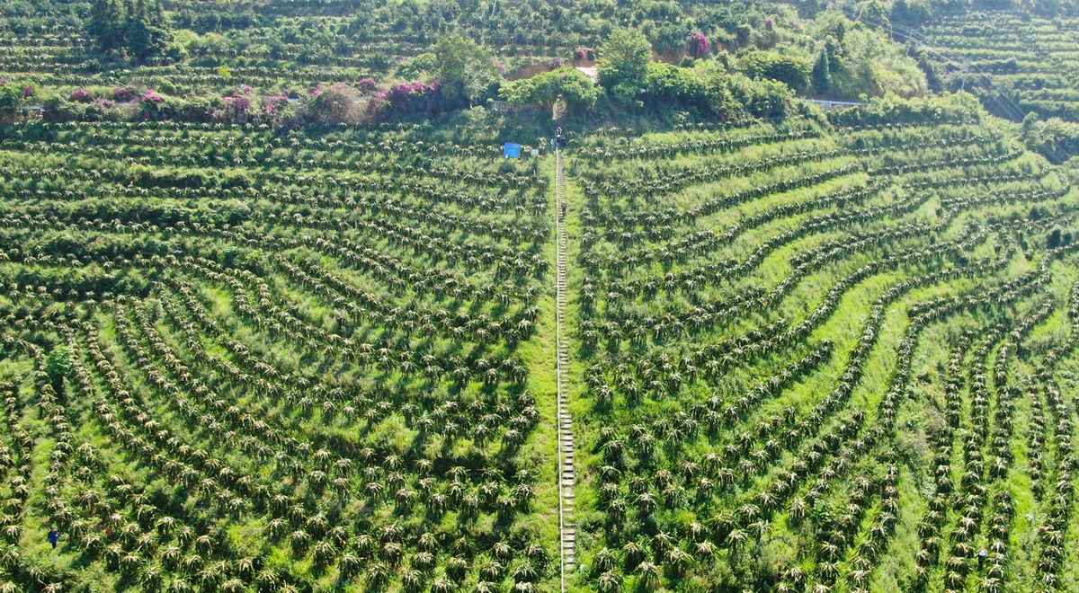羅甸縣火龍果種植基地一角。