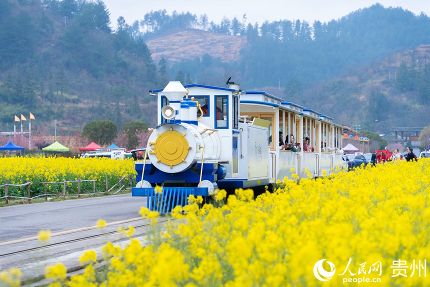 觀光車載著游客在油菜花海中穿行。人民網(wǎng)記者涂敏攝