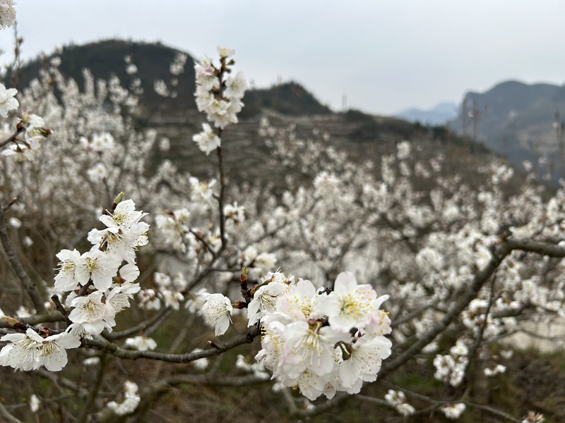 圖為：盛開(kāi)的櫻花