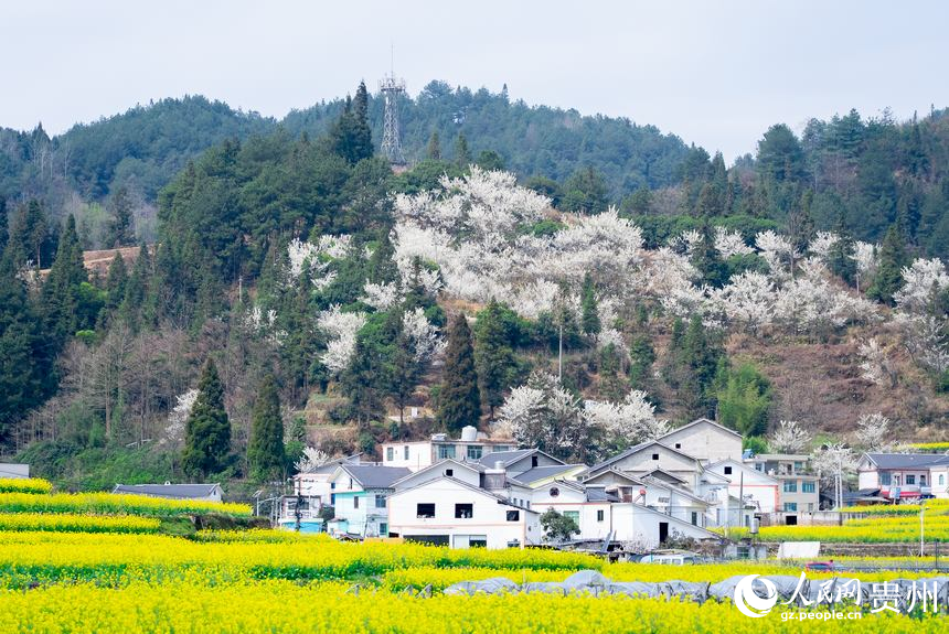 貴陽(yáng)市觀山湖區(qū)百花湖鎮(zhèn)下麥城村盛開(kāi)的油菜花。人民網(wǎng)記者 涂敏攝