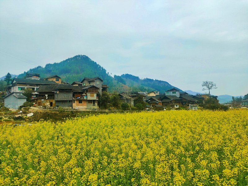 11 老屯鄉(xiāng)長灘村周圍油菜花田  邰英 熊慶來攝.jpg