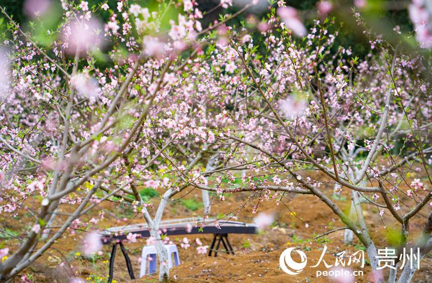 朵朵桃花次第開。人民網(wǎng) 陽茜攝