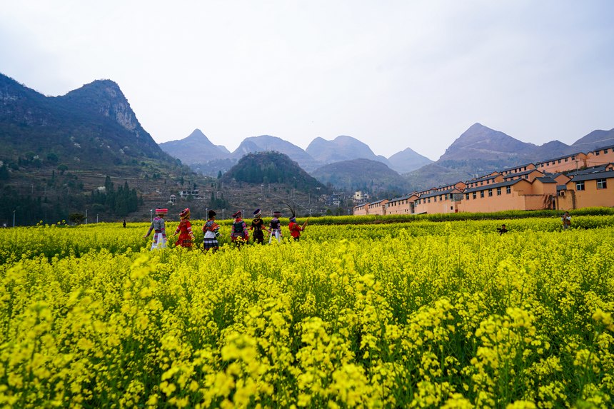 3月18日，攝影愛好者在水城區(qū)陡箐鎮(zhèn)梅子關(guān)村油菜花地里拍攝。