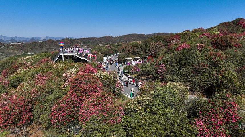 游客在貴州省畢節(jié)市百里杜鵑管理區(qū)普底景區(qū)游覽（無人機(jī)照片）。