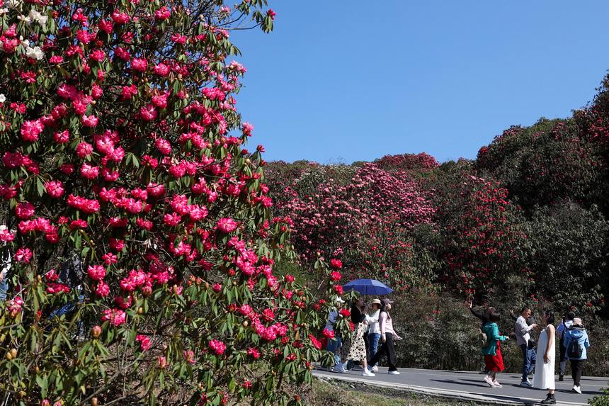 游客在貴州省畢節(jié)市百里杜鵑管理區(qū)普底景區(qū)游覽觀花。