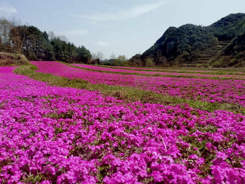 赫章縣興發(fā)鄉(xiāng)中寨村花卉基地美麗如畫(huà)。王永勝攝
