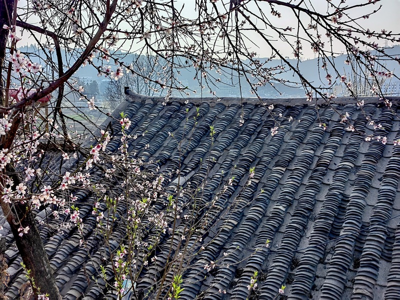 赫章縣平山鎮(zhèn)后山村村居周圍的桃李花開(kāi)。王永勝攝