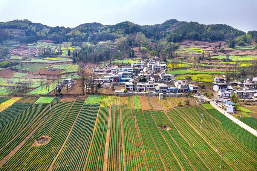 黔西市大關(guān)鎮(zhèn)七里村麥田（無(wú)人機(jī)照片）。