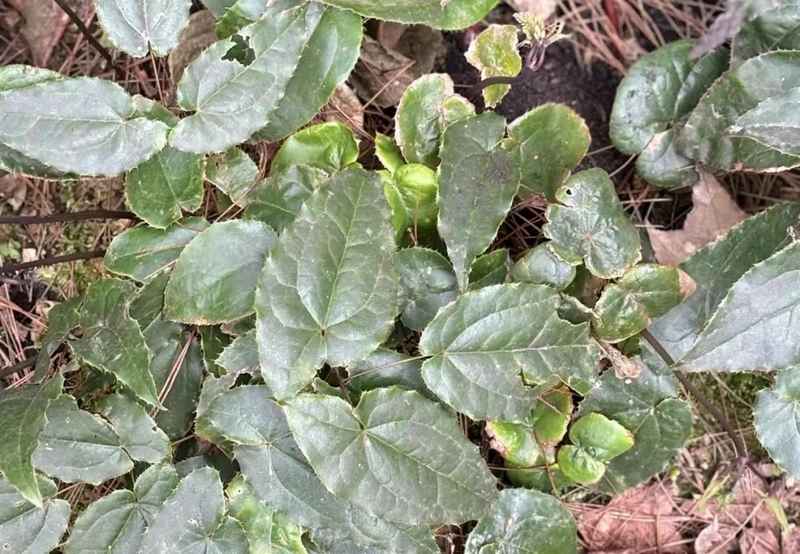 林下種植中藥材。