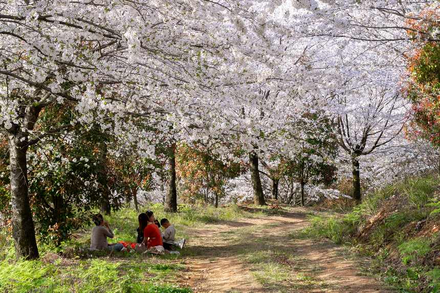 游客在櫻花園內(nèi)賞花。 彭興健攝