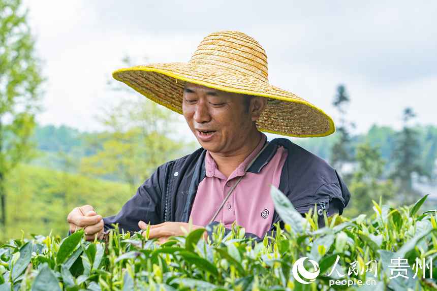 茶農(nóng)正忙著采摘“明前茶”。人民網(wǎng) 陽(yáng)茜攝
