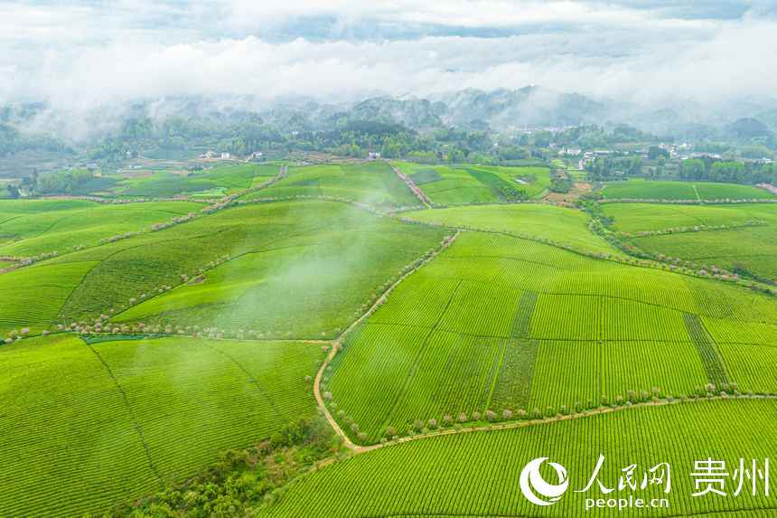 航拍湄潭縣萬畝茶海。人民網(wǎng) 陽茜攝