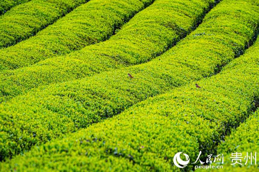 一排排碧綠色的茶樹整齊排列。人民網(wǎng) 陽茜攝