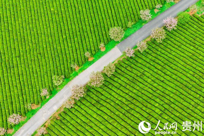 航拍貴州省遵義市湄潭縣的萬(wàn)畝茶海景區(qū)。人民網(wǎng) 陽(yáng)茜攝