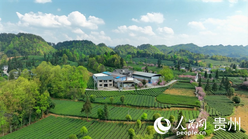 航拍湄潭核桃壩村茶園。人民網(wǎng) 陽茜攝
