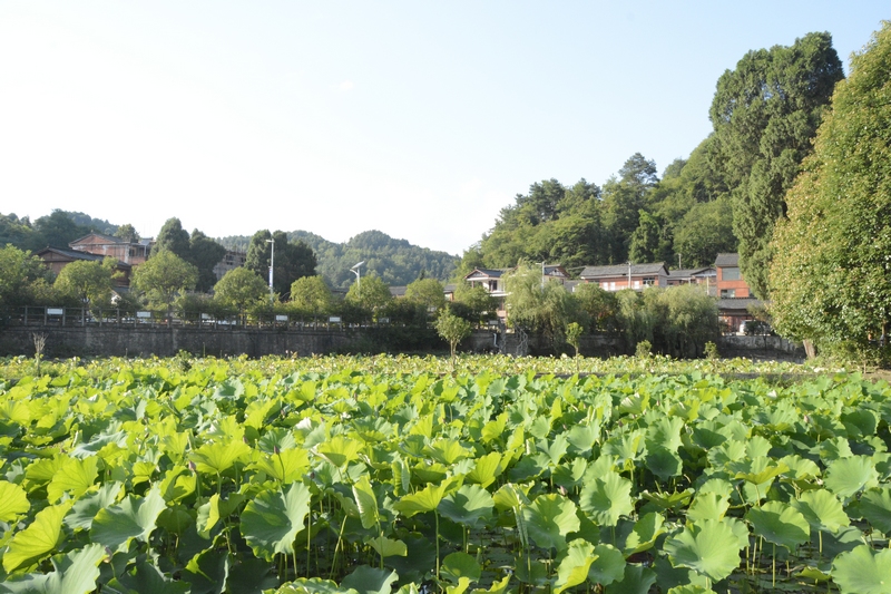 圖為：穿洞村荷花池