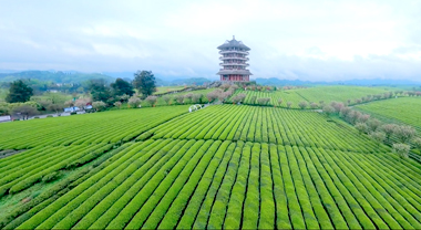 穿越萬畝“茶?！笨脆l(xiāng)村振興