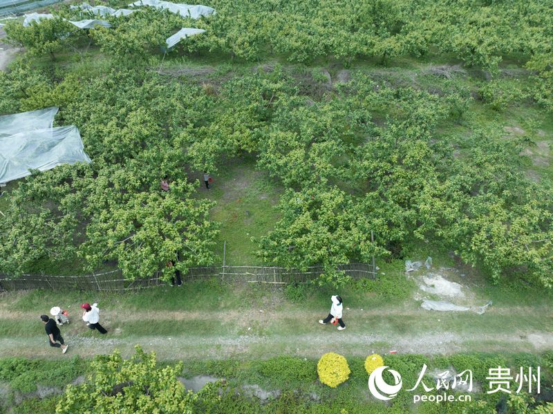櫻桃園吸引眾多游客。人民網(wǎng) 龍章榆攝