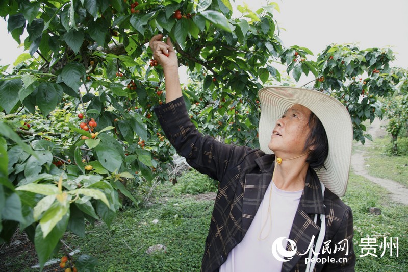 楊紅珍在果園里采摘櫻桃。人民網(wǎng) 龍章榆攝