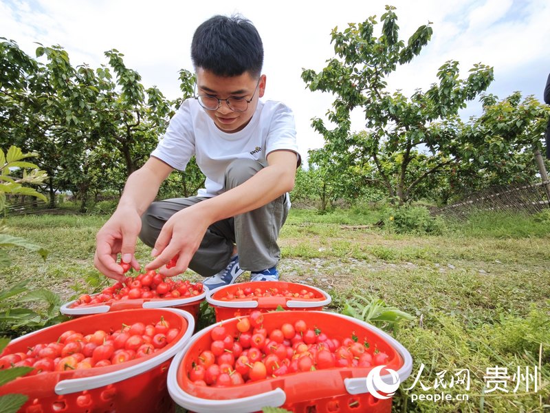 游客在櫻桃園游玩。人民網(wǎng) 龍章榆攝