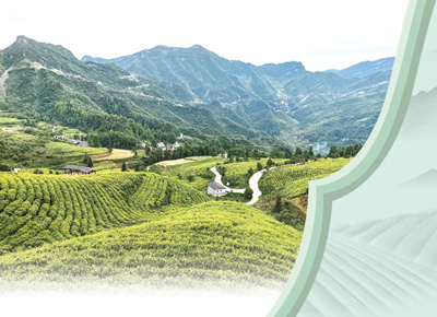 貴州沿河縣中寨鎮(zhèn)志強(qiáng)村“白葉一號(hào)”茶園。本報(bào)記者 程 煥攝