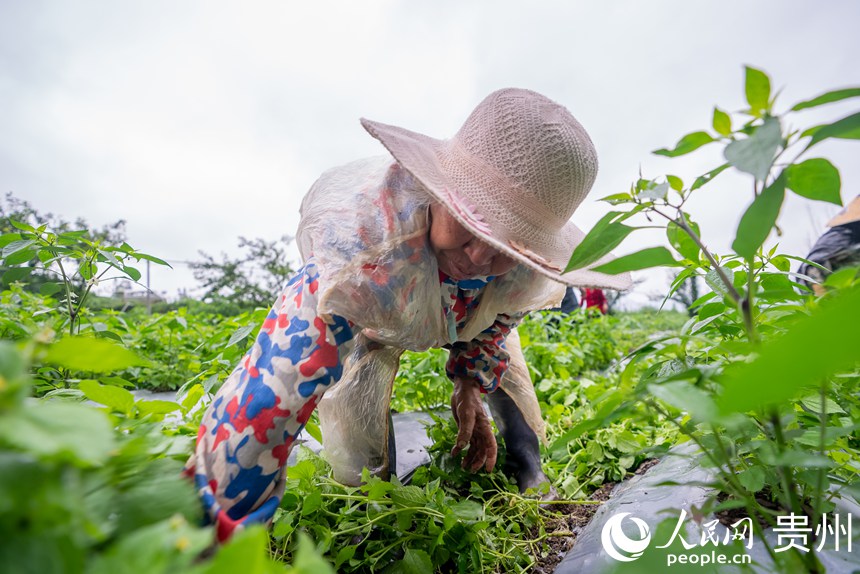 種植基地內(nèi)，農(nóng)戶為辣椒拔草、疏枝。人民網(wǎng)記者 涂敏攝