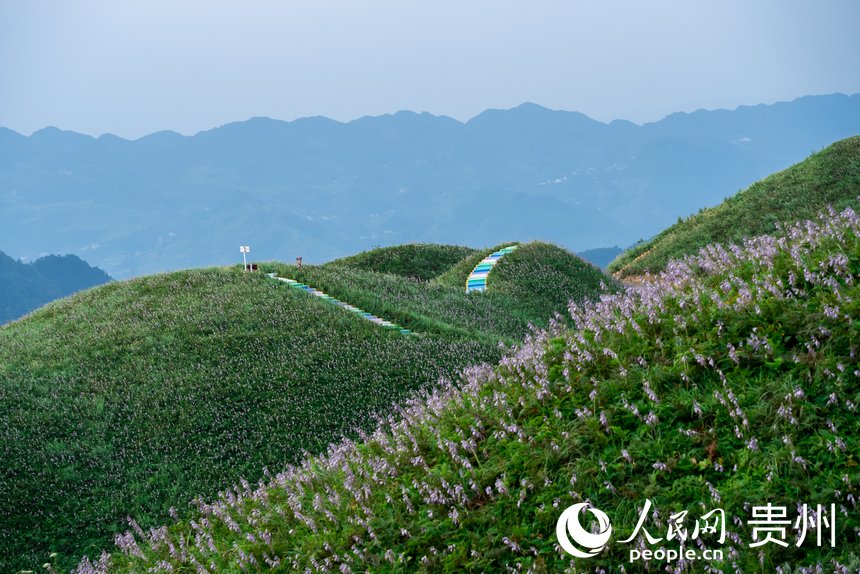 盛開的野生玉簪花。人民網(wǎng)記者 涂敏攝