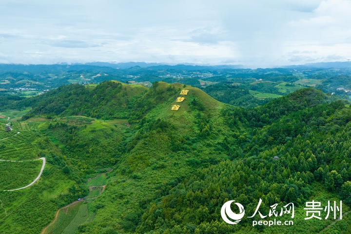 麻江縣藍(lán)莓種植基地一隅。人民網(wǎng) 陽茜攝