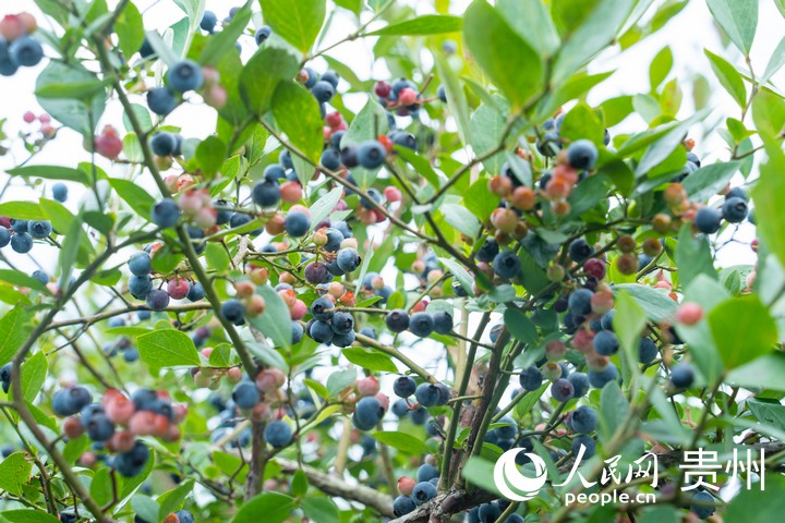 種植基地內(nèi)，一串串飽滿的果實綴滿枝頭。人民網(wǎng) 陽茜攝