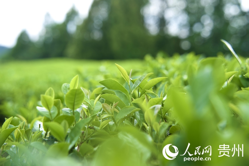 夏秋茶吐新芽。人民網(wǎng) 陽茜攝