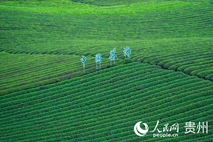 萬畝茶海一隅。人民網(wǎng) 陽茜攝