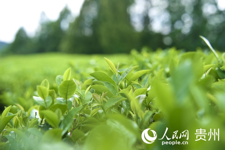 夏秋茶吐新芽。人民網(wǎng) 陽茜