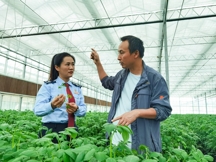 圖為稅務干部在企業(yè)了解土豆種子的生產(chǎn)情況。童霖攝