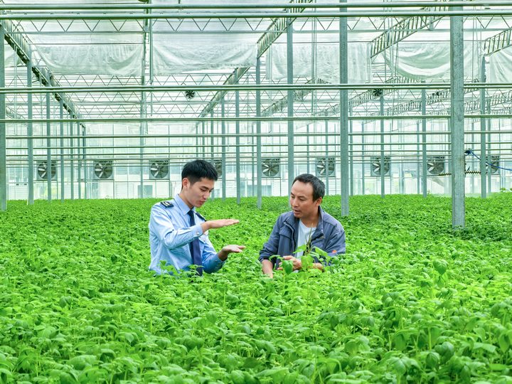 圖為稅務干部在企業(yè)了解土豆種子的生產(chǎn)情況。童霖攝