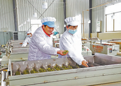 黃紅纓（左）在制茶車間查看新茶品質(zhì)。