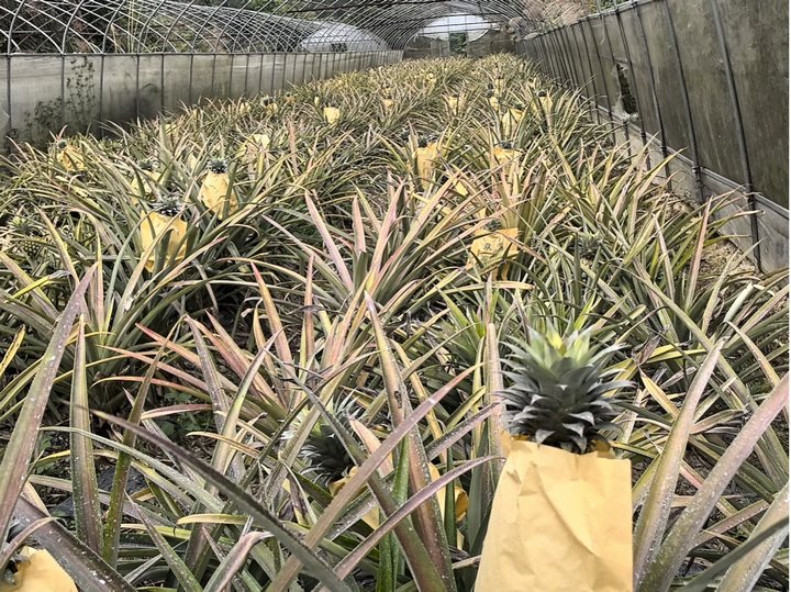 圖為貴州某實業(yè)發(fā)展有限公司鳳梨種植試驗基地。