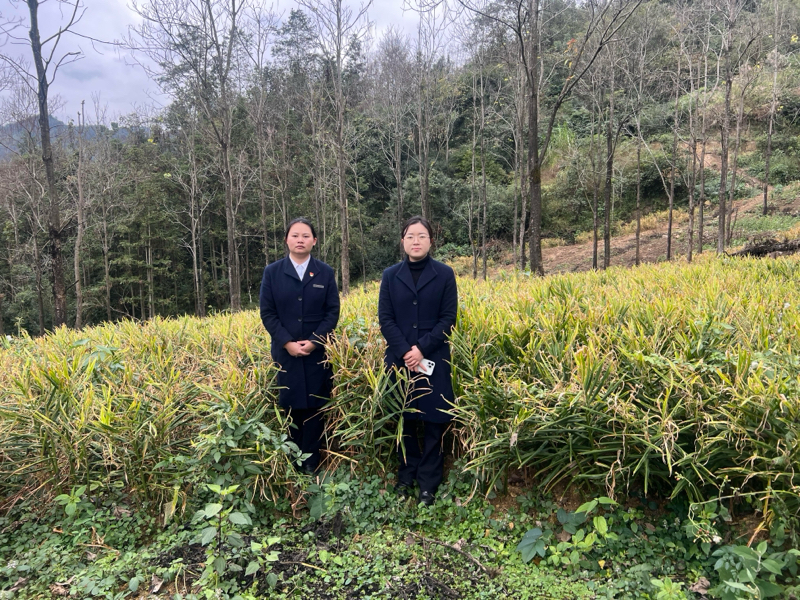 工行興義瑞金路支行走進(jìn)生姜種植基地進(jìn)行實地調(diào)查。