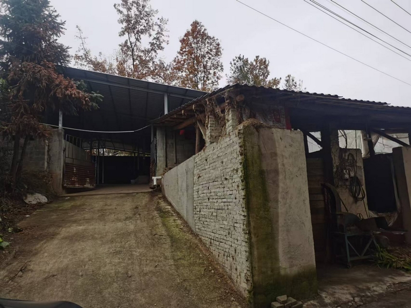 王國(guó)兵的牛棚2（涂顯釗 攝）