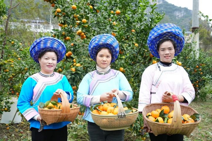 黃果樹旅游區(qū)白水鎮(zhèn)郎宮村沃柑成熟上市了。